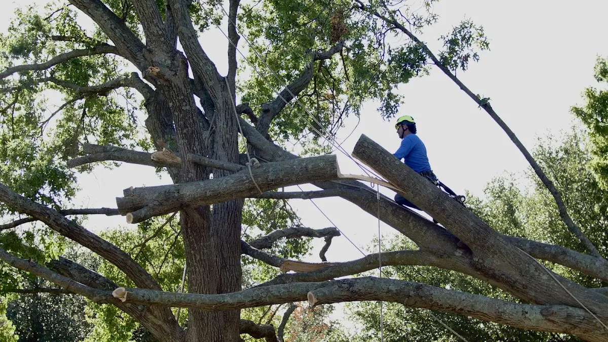 Professional Crown Thinning performed by certified arborists in Ruffs Dale